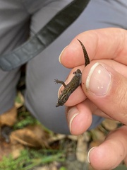 Sphaerodactylus klauberi