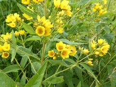 Lysimachia vulgaris