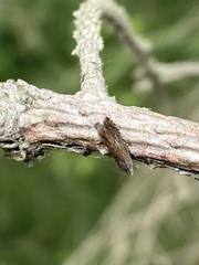 Pammene germmana
