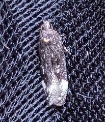 Chionodes sabinianae