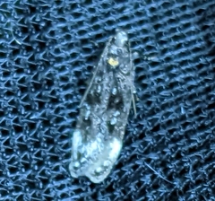Chionodes sabinianae