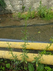Lepidium graminifolium