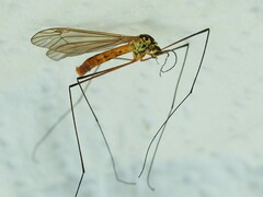 Nephrotoma flavescens