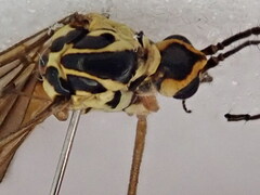 Nephrotoma flavescens