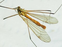 Nephrotoma flavescens