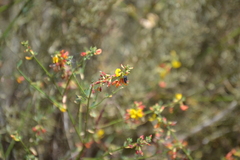 Acmaeodera fenyesi