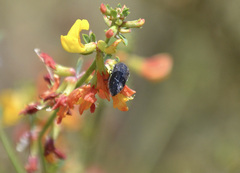 Acmaeodera fenyesi