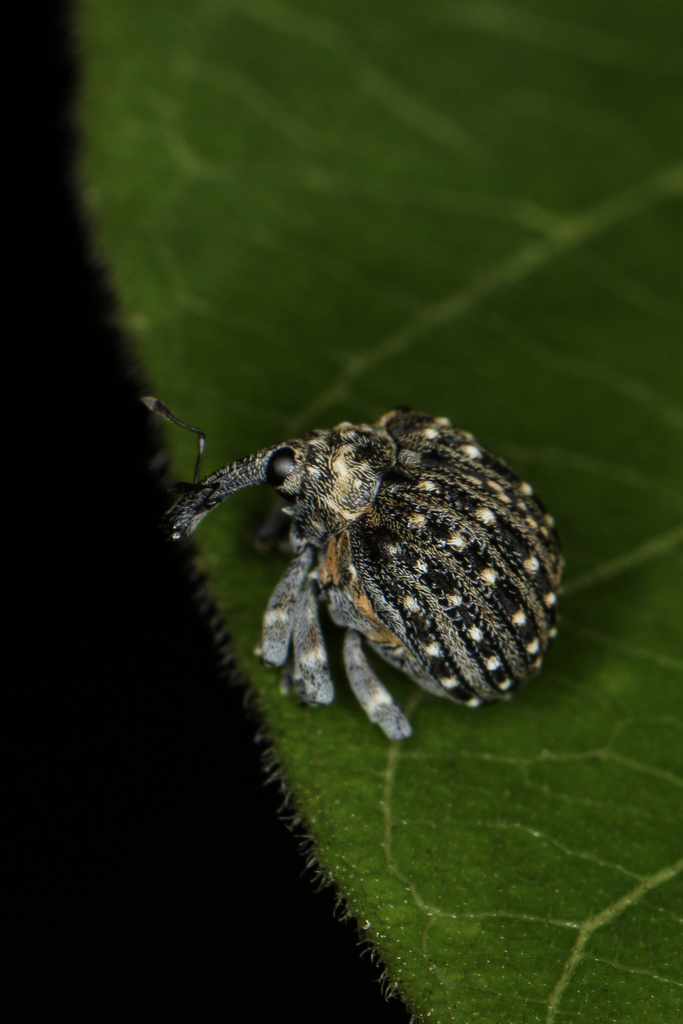 Cionus radermacherae