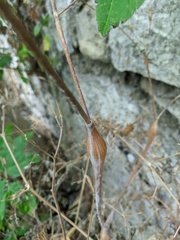 Chaerophyllum nodosum