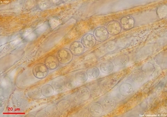 Pulvinula convexella