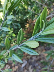 Citharexylum tetramerum