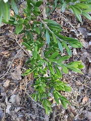 Citharexylum tetramerum