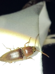 Elaterini