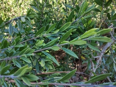 Citharexylum tetramerum