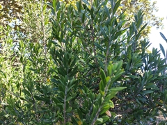 Citharexylum tetramerum