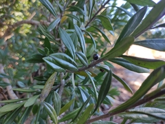 Citharexylum tetramerum