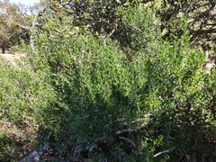 Citharexylum tetramerum