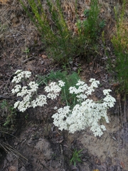Achillea nobilis