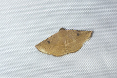 Eublemma brachygonia