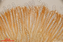 Pulvinula convexella