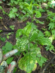 Lithospermum latifolium