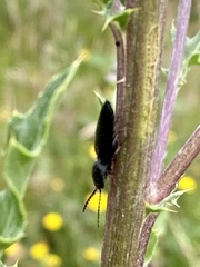Hemicrepidius hirtus
