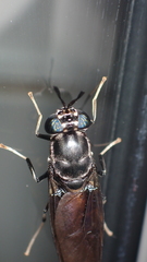 Hermetia illucens