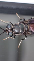 Hermetia illucens