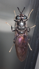 Hermetia illucens