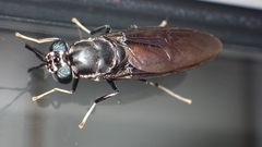 Hermetia illucens