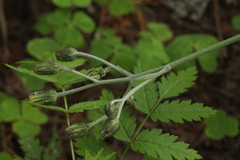 Hieracium subpellucidum