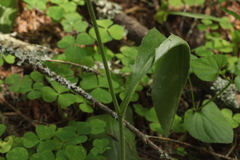Hieracium subpellucidum