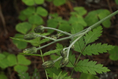 Hieracium subpellucidum