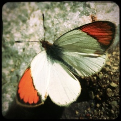 Colotis euippe omphale