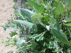 Atriplex laciniata
