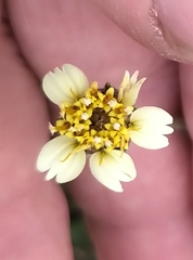 Tridax procumbens
