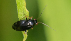Slaterocoris