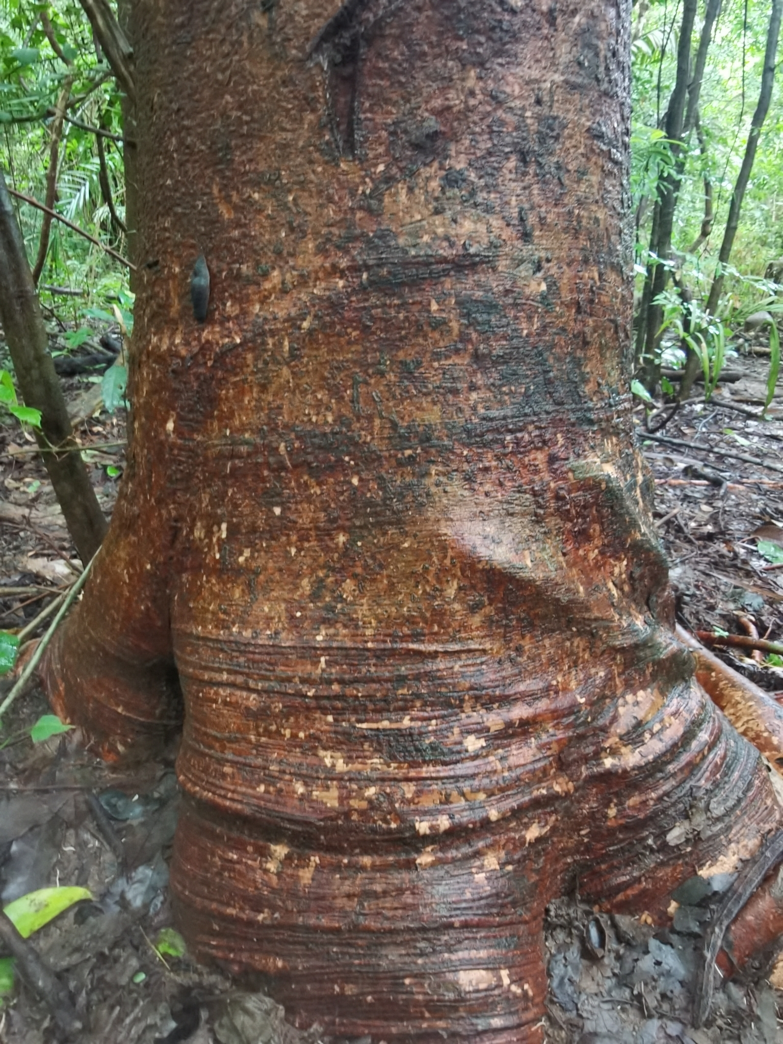 Tree Reactive Rib STRI Research Portal Detailed Collection Record Information