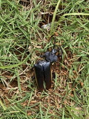 Solenoptera