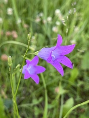 Campanula patula