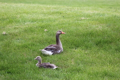 Anser anser anser