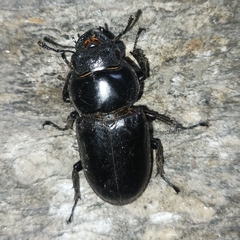 Dorcus antaeus antaeus