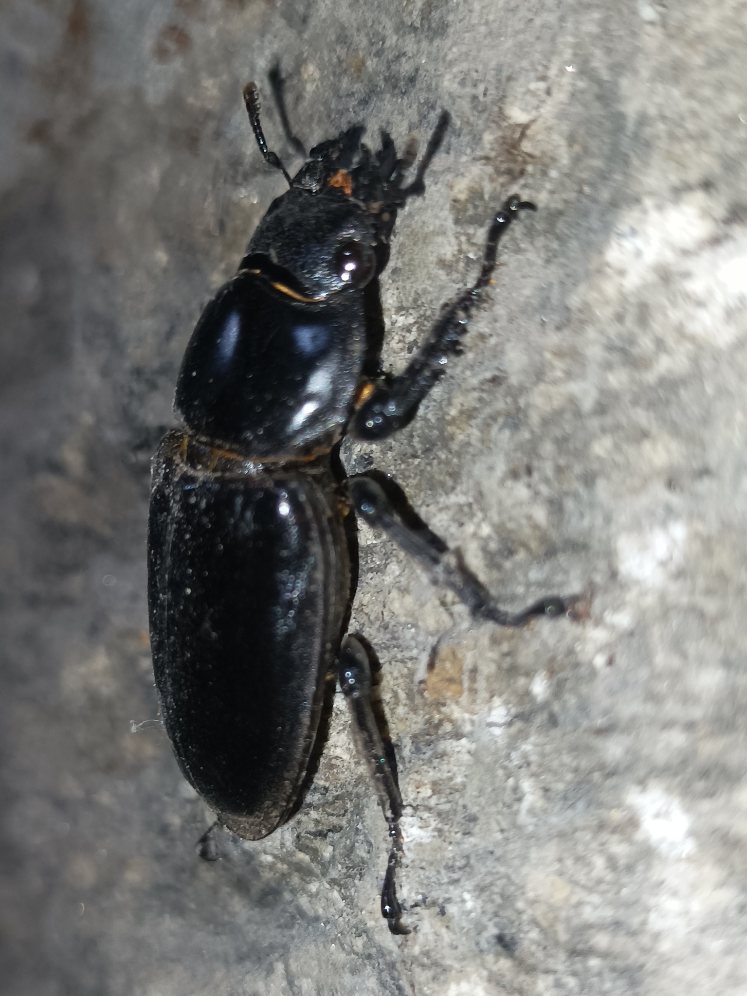 Dorcus antaeus antaeus