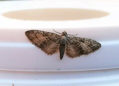 Eupithecia abbreviata