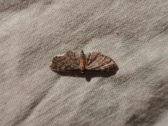 Eupithecia haworthiata