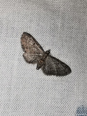 Eupithecia tenuiata