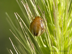 Eysarcoris ventralis