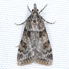 Scoparia palloralis