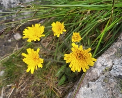 Hieracium villosum