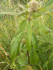 Eupatorium cannabinum